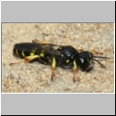 Crabro peltarius - Grabwespe w16a 9mm Sandgrube Niedringhaussee.jpg